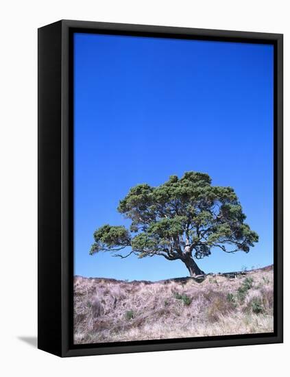 New Zealand, Ironwood Tree, Pohutukawa, Metreosidoros Excelsa-Thonig-Framed Premier Image Canvas