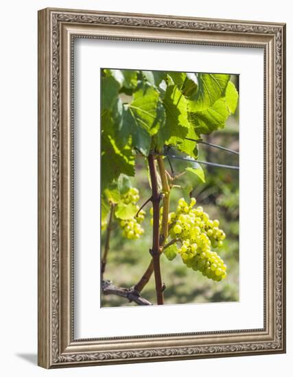 New Zealand, North Island, Auckland. Vineyard-Walter Bibikow-Framed Photographic Print