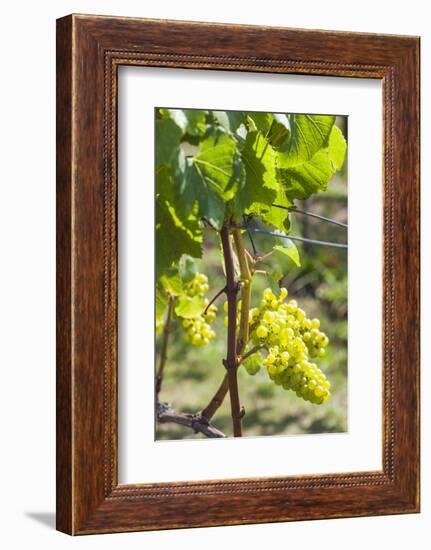 New Zealand, North Island, Auckland. Vineyard-Walter Bibikow-Framed Photographic Print