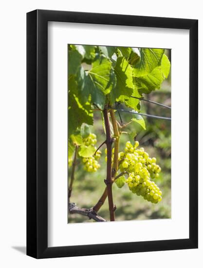 New Zealand, North Island, Auckland. Vineyard-Walter Bibikow-Framed Photographic Print