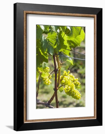 New Zealand, North Island, Auckland. Vineyard-Walter Bibikow-Framed Photographic Print