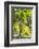 New Zealand, North Island, Auckland. Vineyard-Walter Bibikow-Framed Photographic Print