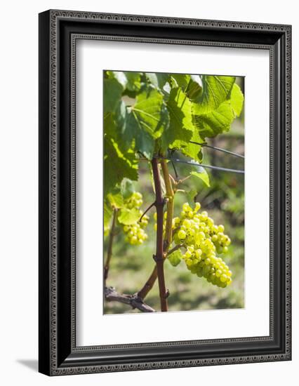 New Zealand, North Island, Auckland. Vineyard-Walter Bibikow-Framed Photographic Print