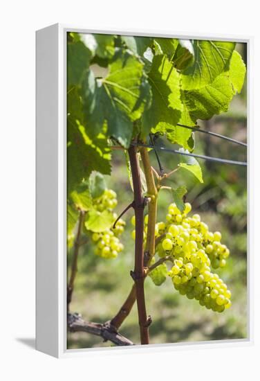 New Zealand, North Island, Auckland. Vineyard-Walter Bibikow-Framed Premier Image Canvas