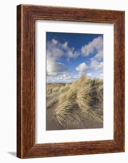 New Zealand, North Island, Whanganui. Castlecliff Beach, dune grass-Walter Bibikow-Framed Photographic Print