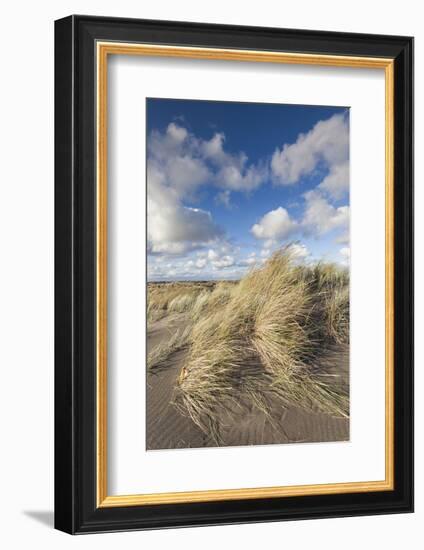 New Zealand, North Island, Whanganui. Castlecliff Beach, dune grass-Walter Bibikow-Framed Photographic Print