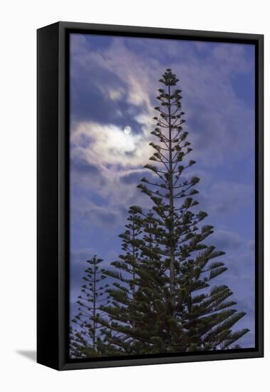 New Zealand, North Island. Whitianga, Araucaria Pine and moon-Walter Bibikow-Framed Premier Image Canvas