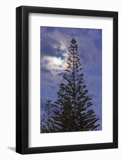 New Zealand, North Island. Whitianga, Araucaria Pine and moon-Walter Bibikow-Framed Photographic Print