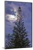 New Zealand, North Island. Whitianga, Araucaria Pine and moon-Walter Bibikow-Mounted Photographic Print