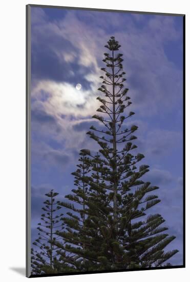 New Zealand, North Island. Whitianga, Araucaria Pine and moon-Walter Bibikow-Mounted Photographic Print