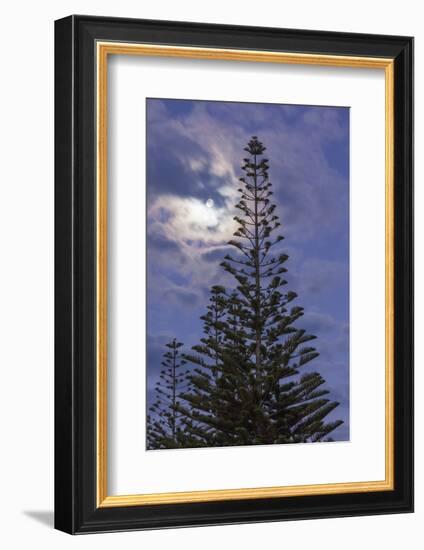New Zealand, North Island. Whitianga, Araucaria Pine and moon-Walter Bibikow-Framed Photographic Print