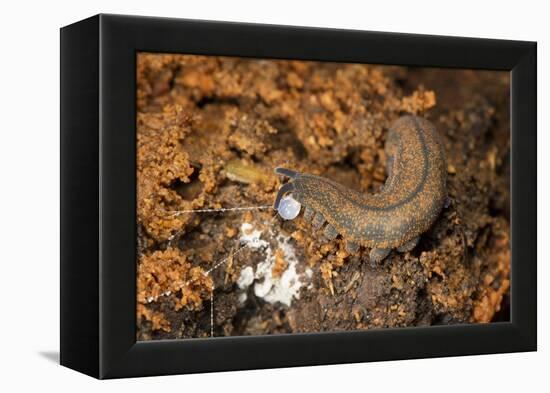 New Zealand Peripatus - Velvet Worm (Peripatoides Novaezealandiae) Spitting Out a Sticky Trap-Brent Stephenson-Framed Premier Image Canvas