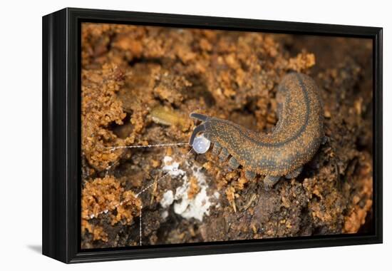 New Zealand Peripatus - Velvet Worm (Peripatoides Novaezealandiae) Spitting Out a Sticky Trap-Brent Stephenson-Framed Premier Image Canvas