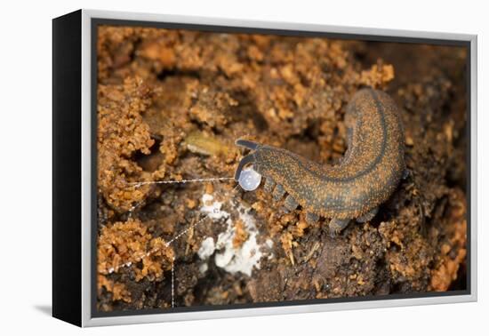 New Zealand Peripatus - Velvet Worm (Peripatoides Novaezealandiae) Spitting Out a Sticky Trap-Brent Stephenson-Framed Premier Image Canvas