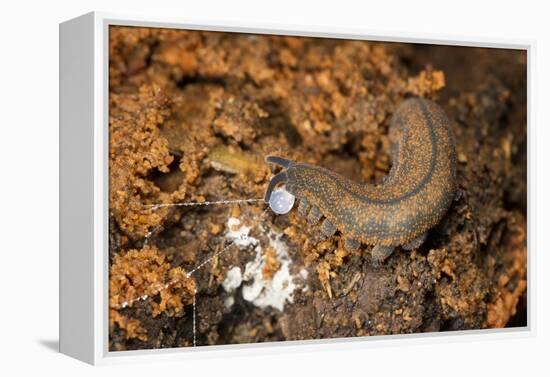 New Zealand Peripatus - Velvet Worm (Peripatoides Novaezealandiae) Spitting Out a Sticky Trap-Brent Stephenson-Framed Premier Image Canvas