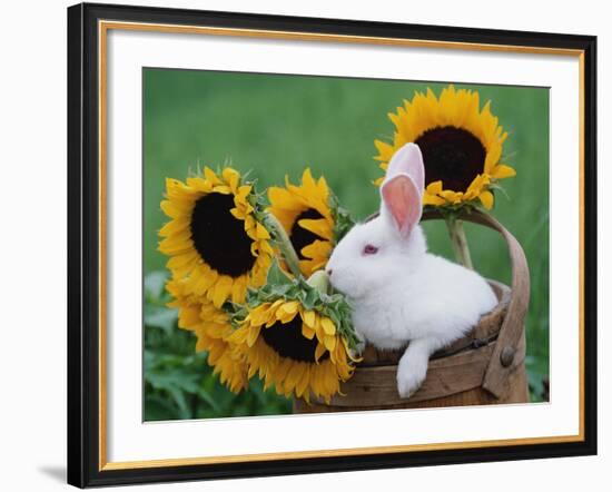 New Zealand Rabbit in Basket with Sunflowers, USA-Lynn M. Stone-Framed Photographic Print