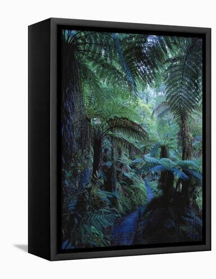 New Zealand, Rainforest, Vegetation, Tree Ferns, Cyatheaceae-Thonig-Framed Premier Image Canvas