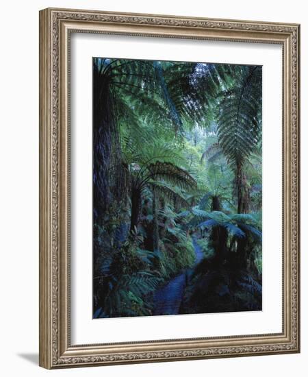 New Zealand, Rainforest, Vegetation, Tree Ferns, Cyatheaceae-Thonig-Framed Photographic Print