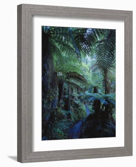 New Zealand, Rainforest, Vegetation, Tree Ferns, Cyatheaceae-Thonig-Framed Photographic Print