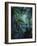 New Zealand, Rainforest, Vegetation, Tree Ferns, Cyatheaceae-Thonig-Framed Photographic Print