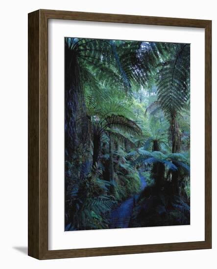 New Zealand, Rainforest, Vegetation, Tree Ferns, Cyatheaceae-Thonig-Framed Photographic Print