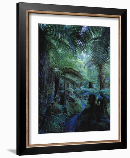 New Zealand, Rainforest, Vegetation, Tree Ferns, Cyatheaceae-Thonig-Framed Photographic Print