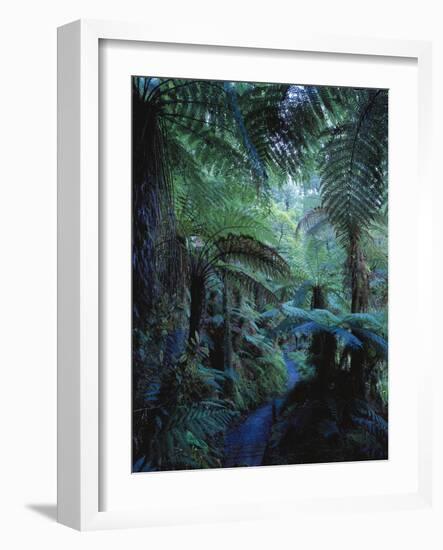 New Zealand, Rainforest, Vegetation, Tree Ferns, Cyatheaceae-Thonig-Framed Photographic Print