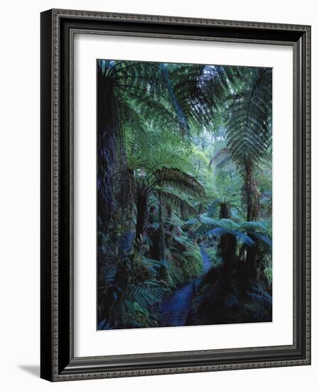 New Zealand, Rainforest, Vegetation, Tree Ferns, Cyatheaceae-Thonig-Framed Photographic Print