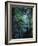 New Zealand, Rainforest, Vegetation, Tree Ferns, Cyatheaceae-Thonig-Framed Photographic Print