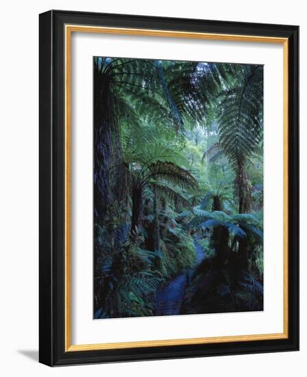 New Zealand, Rainforest, Vegetation, Tree Ferns, Cyatheaceae-Thonig-Framed Photographic Print