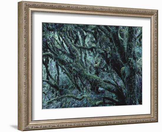 New Zealand, Rainforest, Vegetation, Tree, Mosses, Lichens, Epiphyten-Thonig-Framed Photographic Print