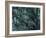 New Zealand, Rainforest, Vegetation, Tree, Mosses, Lichens, Epiphyten-Thonig-Framed Photographic Print