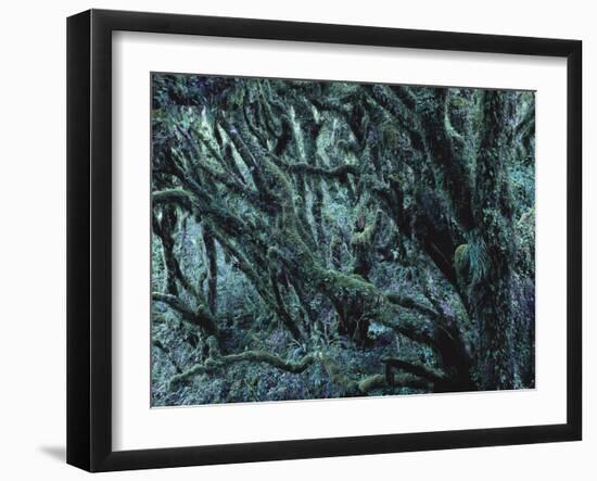 New Zealand, Rainforest, Vegetation, Tree, Mosses, Lichens, Epiphyten-Thonig-Framed Photographic Print