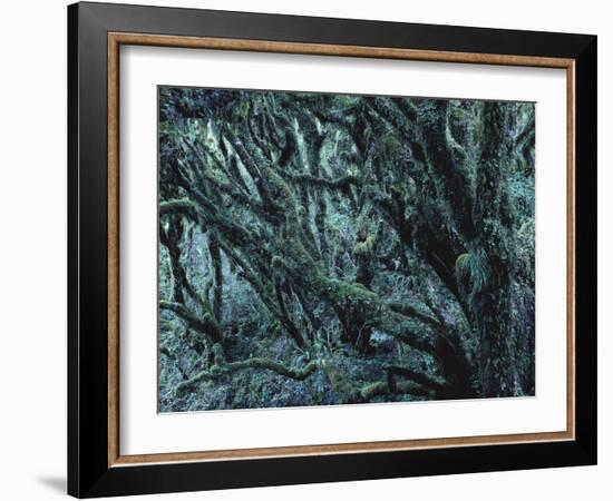 New Zealand, Rainforest, Vegetation, Tree, Mosses, Lichens, Epiphyten-Thonig-Framed Photographic Print