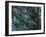 New Zealand, Rainforest, Vegetation, Tree, Mosses, Lichens, Epiphyten-Thonig-Framed Photographic Print