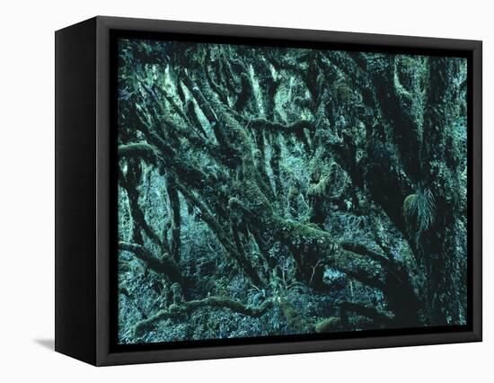 New Zealand, Rainforest-Thonig-Framed Premier Image Canvas