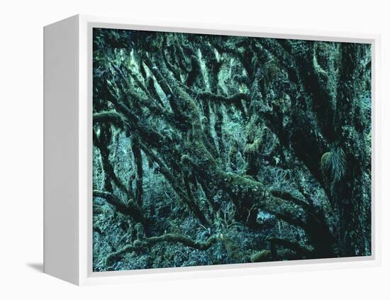 New Zealand, Rainforest-Thonig-Framed Premier Image Canvas