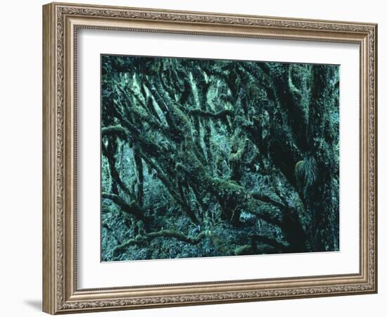 New Zealand, Rainforest-Thonig-Framed Photographic Print