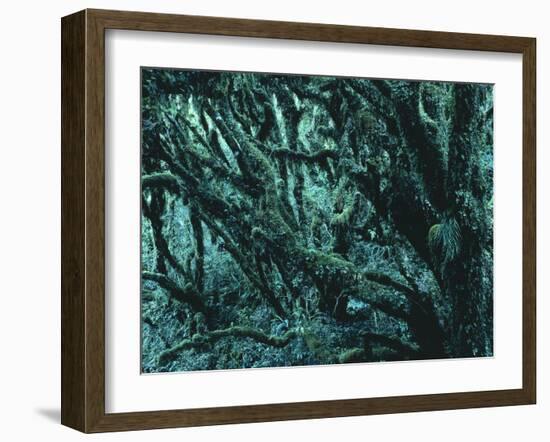 New Zealand, Rainforest-Thonig-Framed Photographic Print