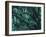 New Zealand, Rainforest-Thonig-Framed Photographic Print