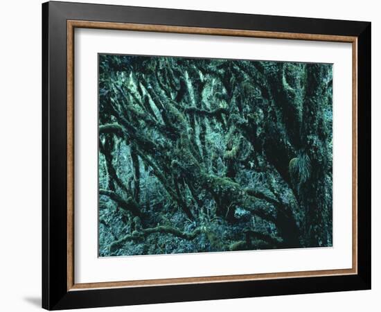 New Zealand, Rainforest-Thonig-Framed Photographic Print