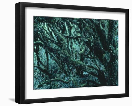 New Zealand, Rainforest-Thonig-Framed Photographic Print