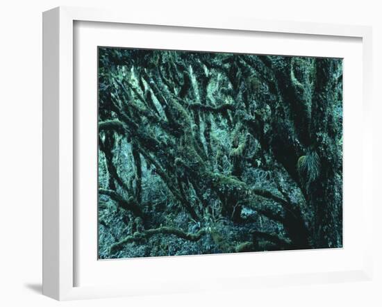 New Zealand, Rainforest-Thonig-Framed Photographic Print
