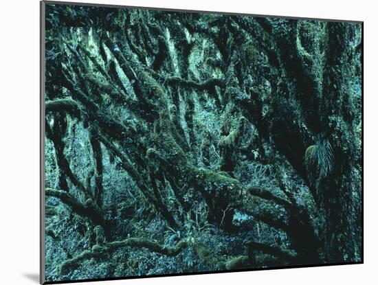 New Zealand, Rainforest-Thonig-Mounted Photographic Print