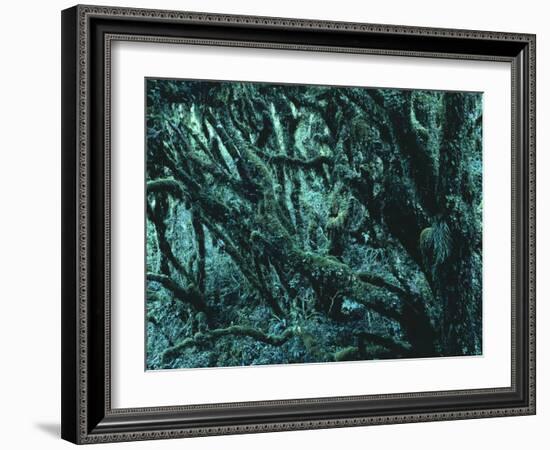 New Zealand, Rainforest-Thonig-Framed Photographic Print