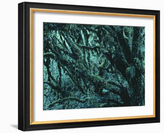 New Zealand, Rainforest-Thonig-Framed Photographic Print