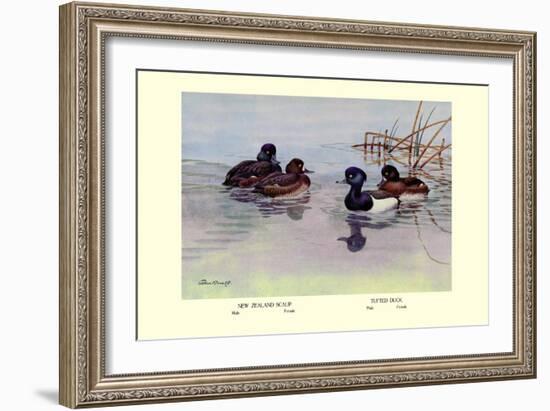 New Zealand Scaup and Tufted Ducks-Allan Brooks-Framed Art Print