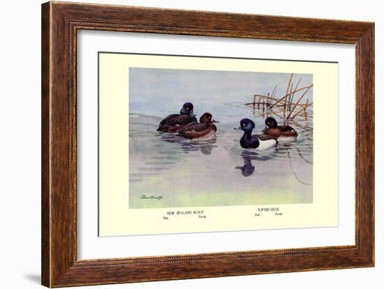 New Zealand Scaup and Tufted Ducks-Allan Brooks-Framed Art Print