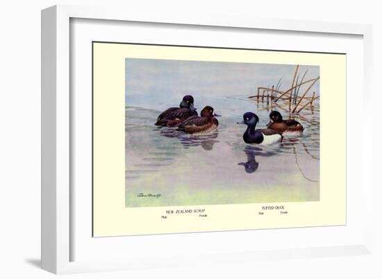 New Zealand Scaup and Tufted Ducks-Allan Brooks-Framed Art Print