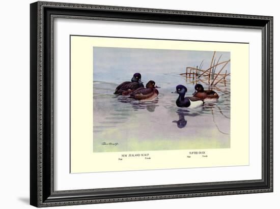 New Zealand Scaup and Tufted Ducks-Allan Brooks-Framed Art Print